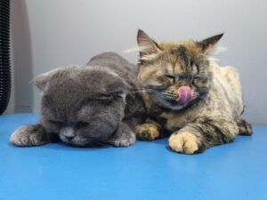 What to Expect When Taking Your Pet to the Groomers